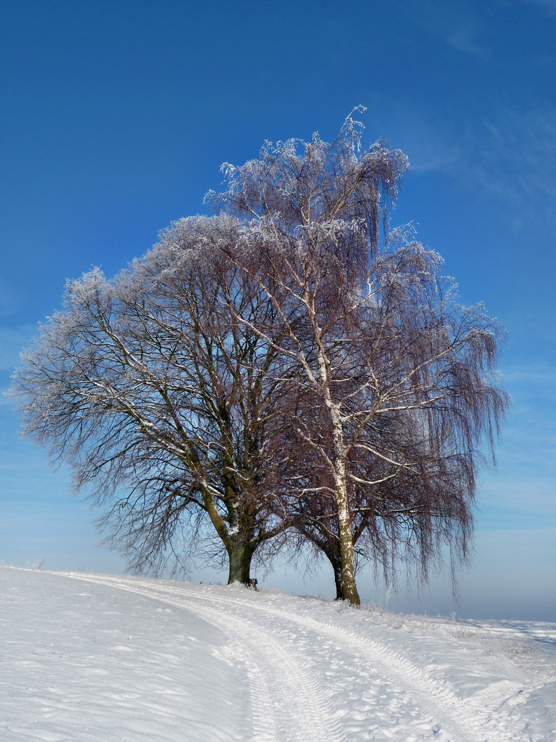 Winterbaum