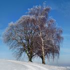 Winterbaum