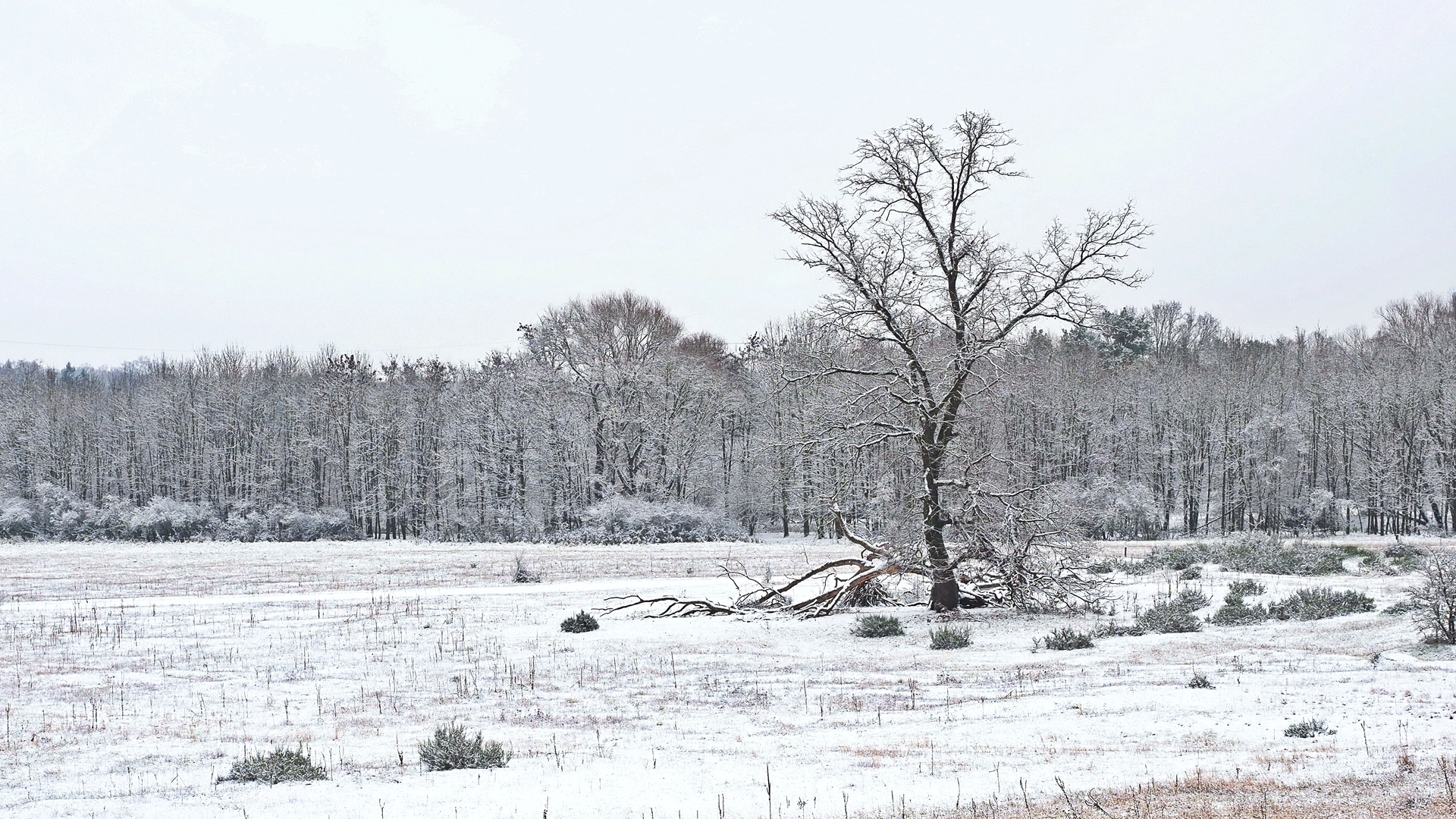 Winterbaum...