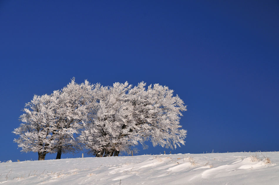 Winterbaum