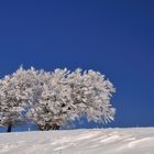 Winterbaum