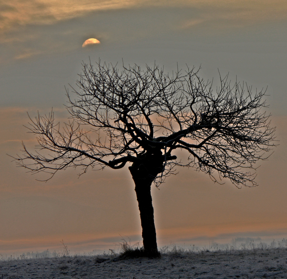 Winterbaum