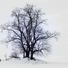 Winterbaum