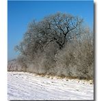 Winterbaum 5