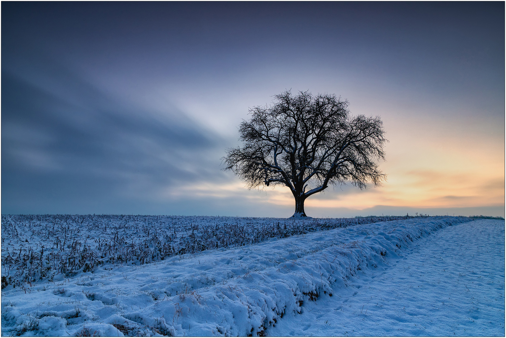 Winterbaum