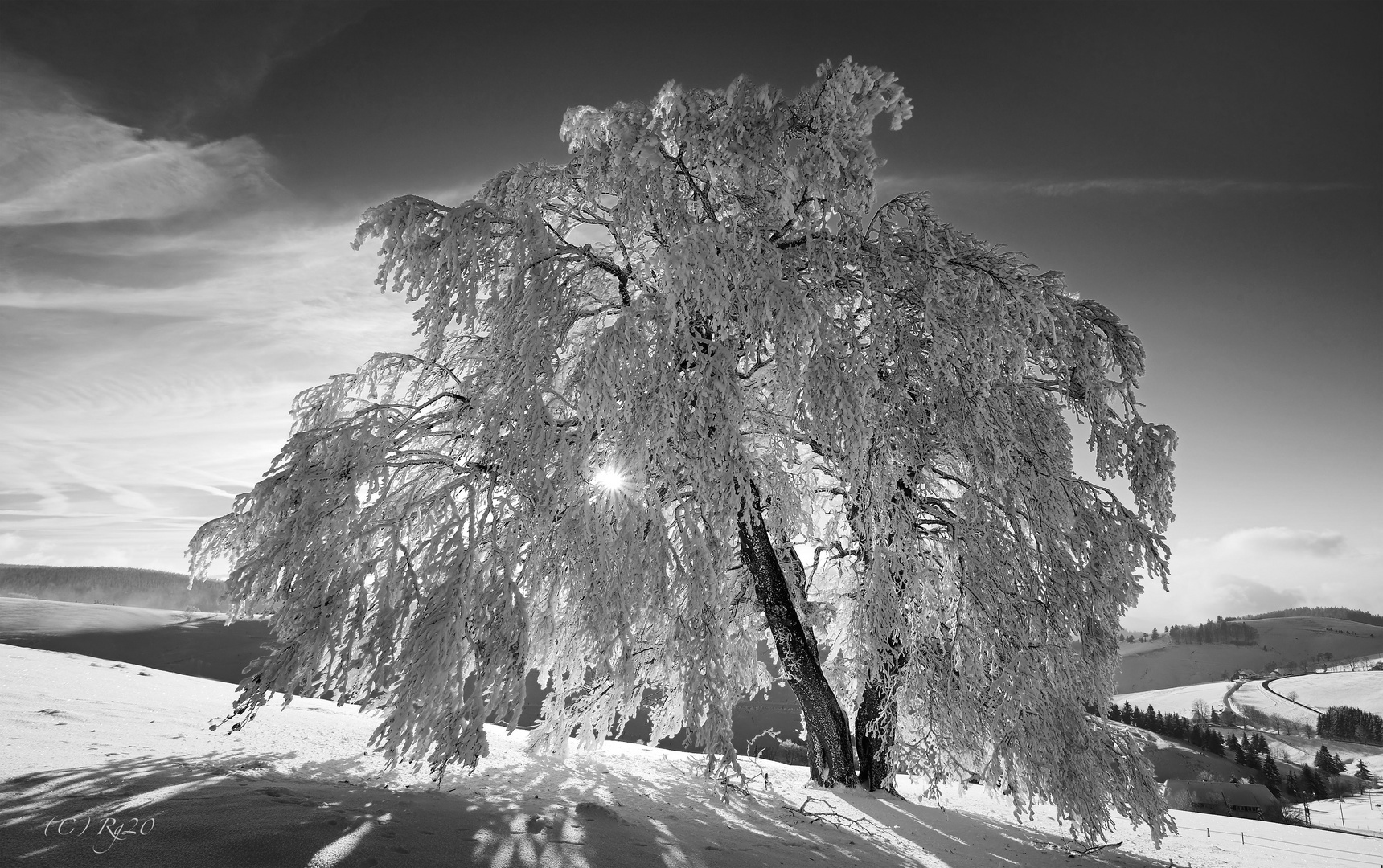 winterbaum 