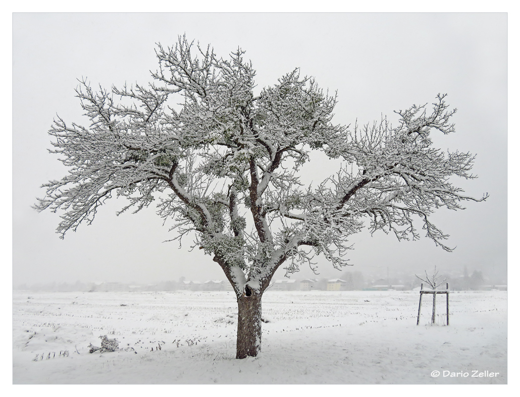 Winterbaum