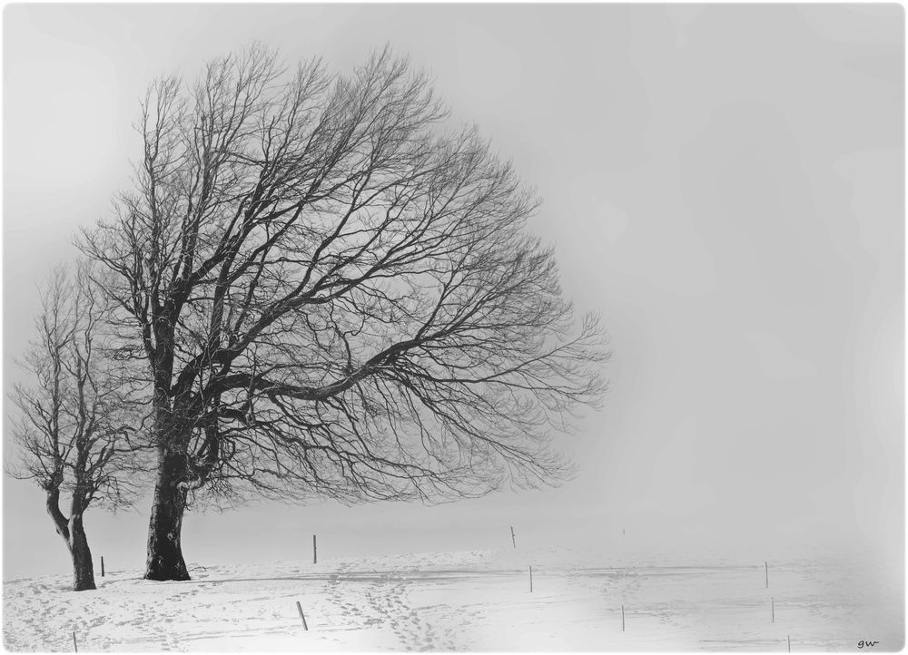 - winterbaum -