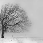 - winterbaum -