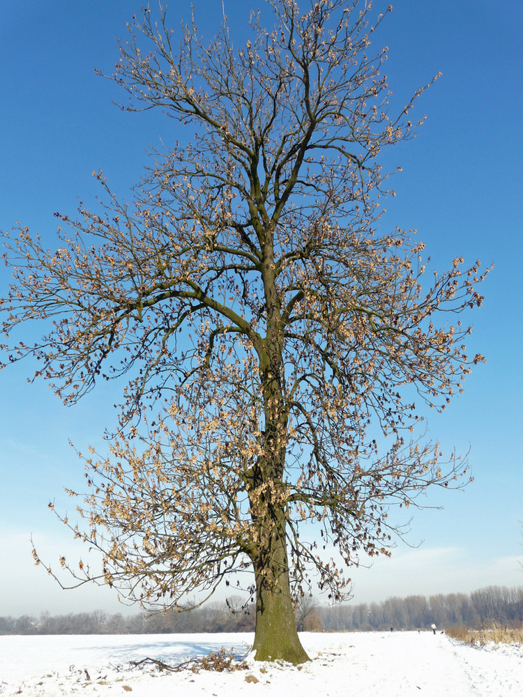 Winterbaum...