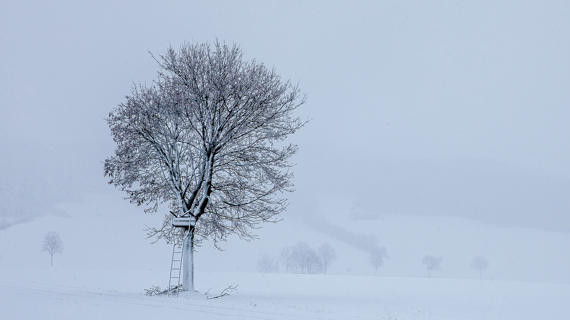 Winterbaum