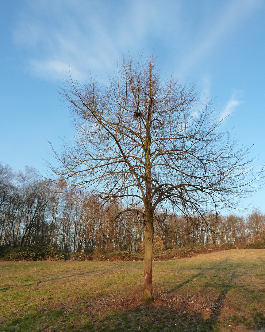 Winterbaum