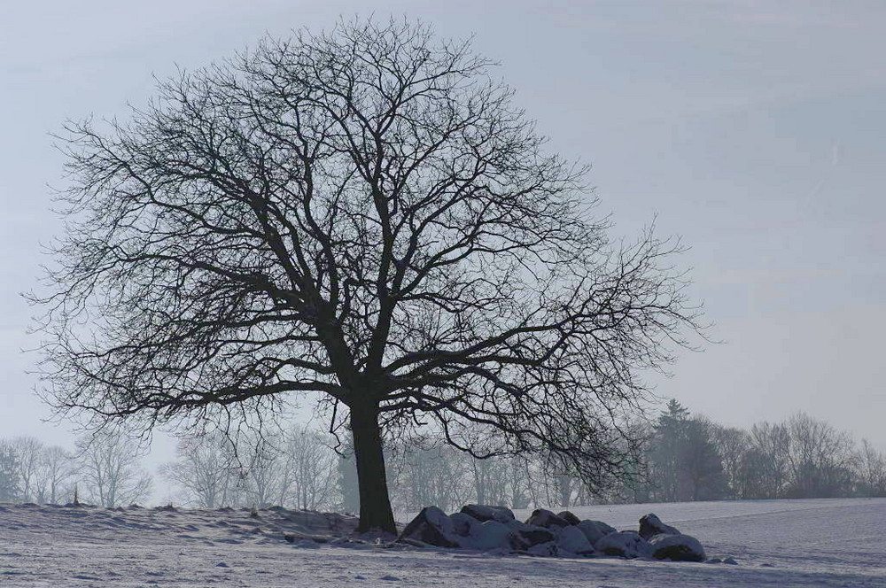 Winterbaum