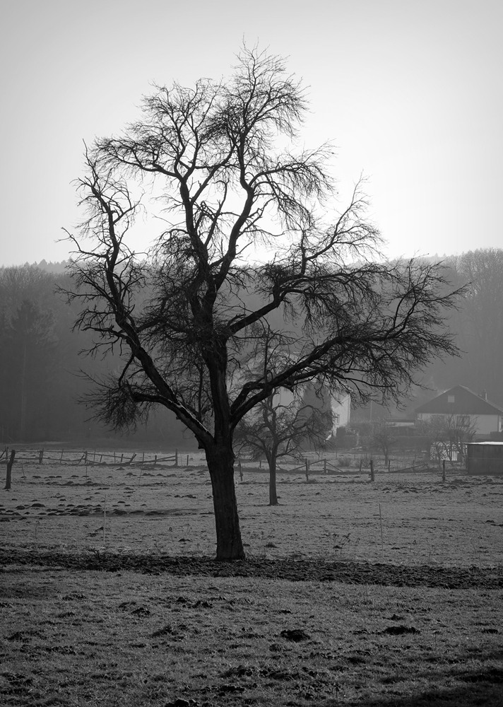 Winterbaum