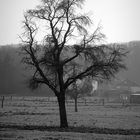 Winterbaum