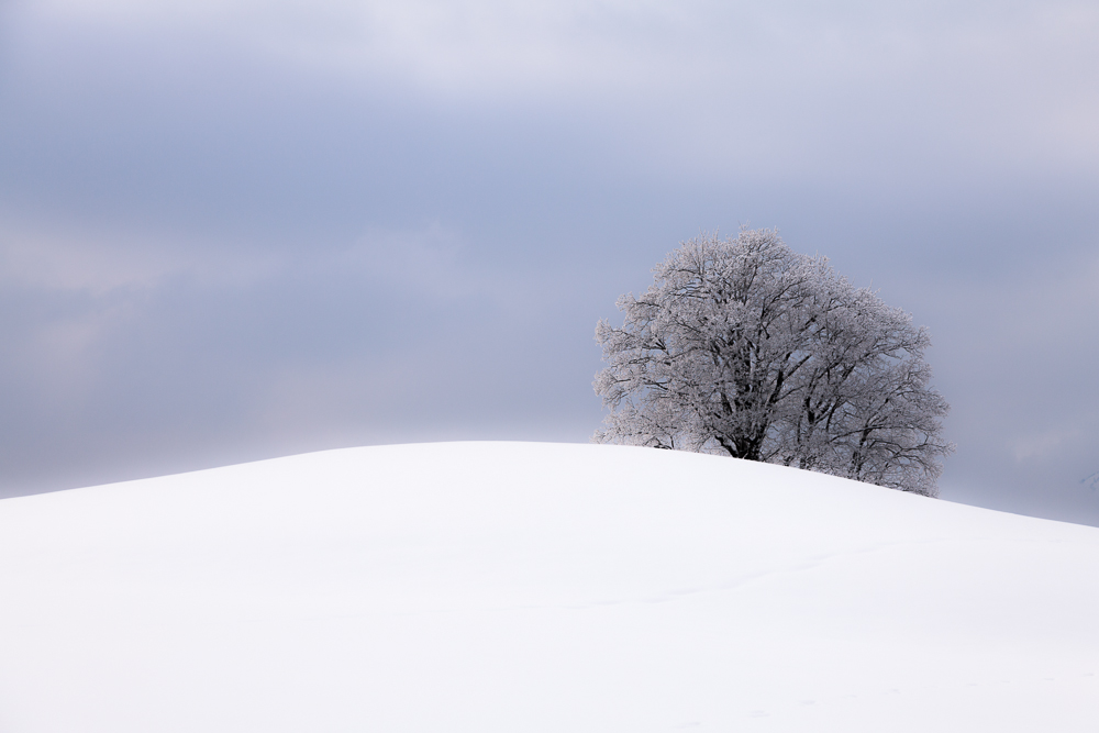 Winterbaum