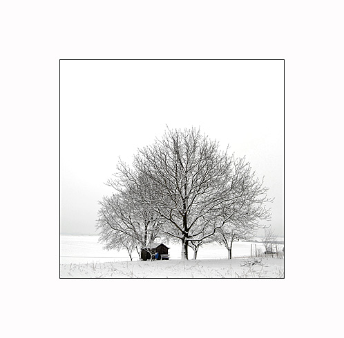 Winterbaum