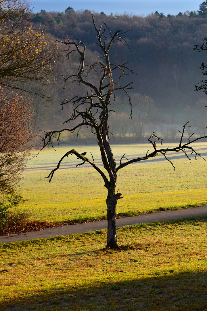 Winterbaum