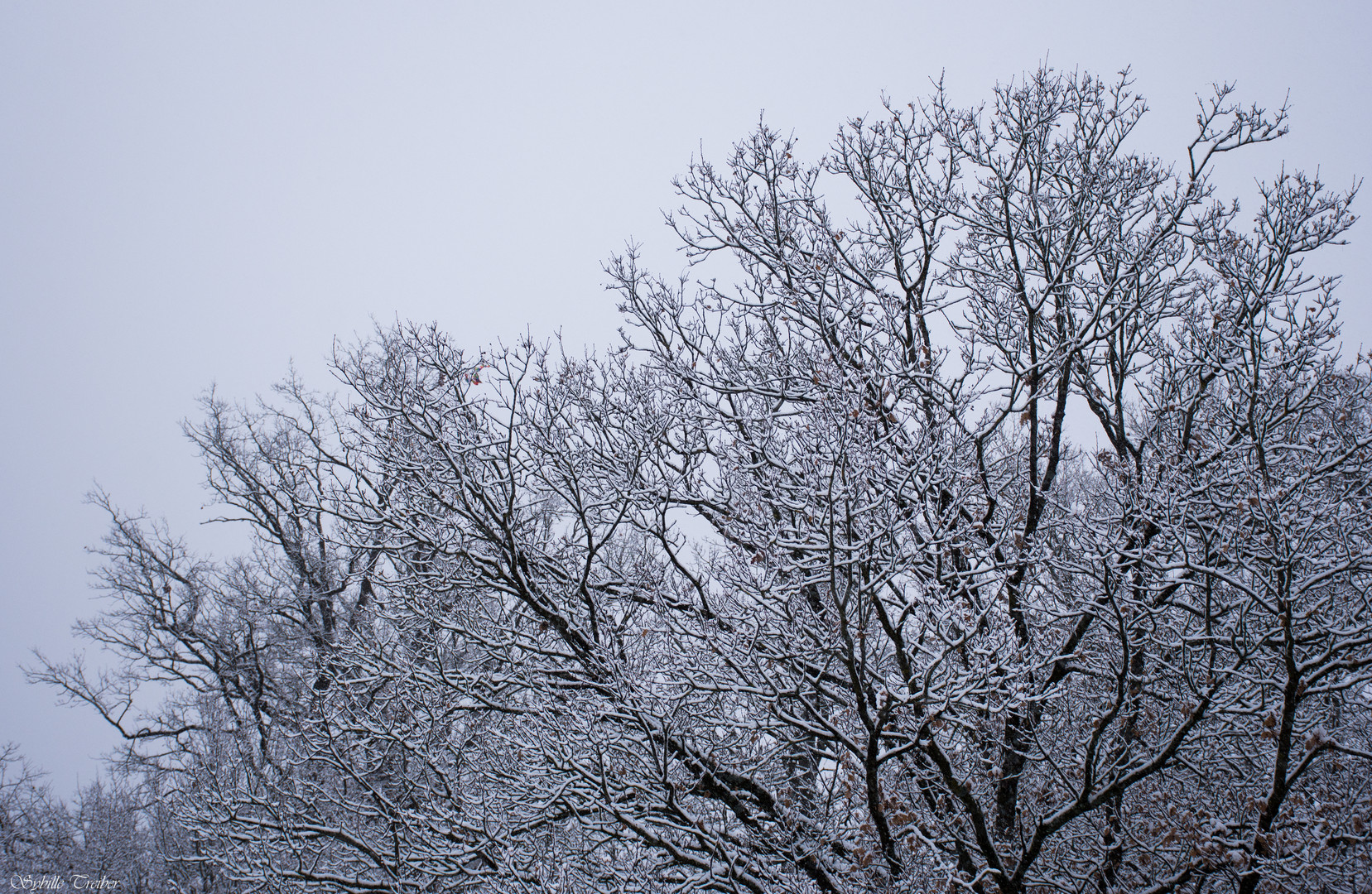 Winterbaum