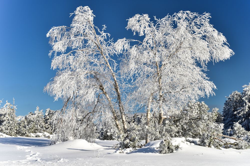 Winterbaum