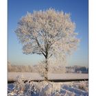 Winterbaum