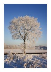 Winterbaum