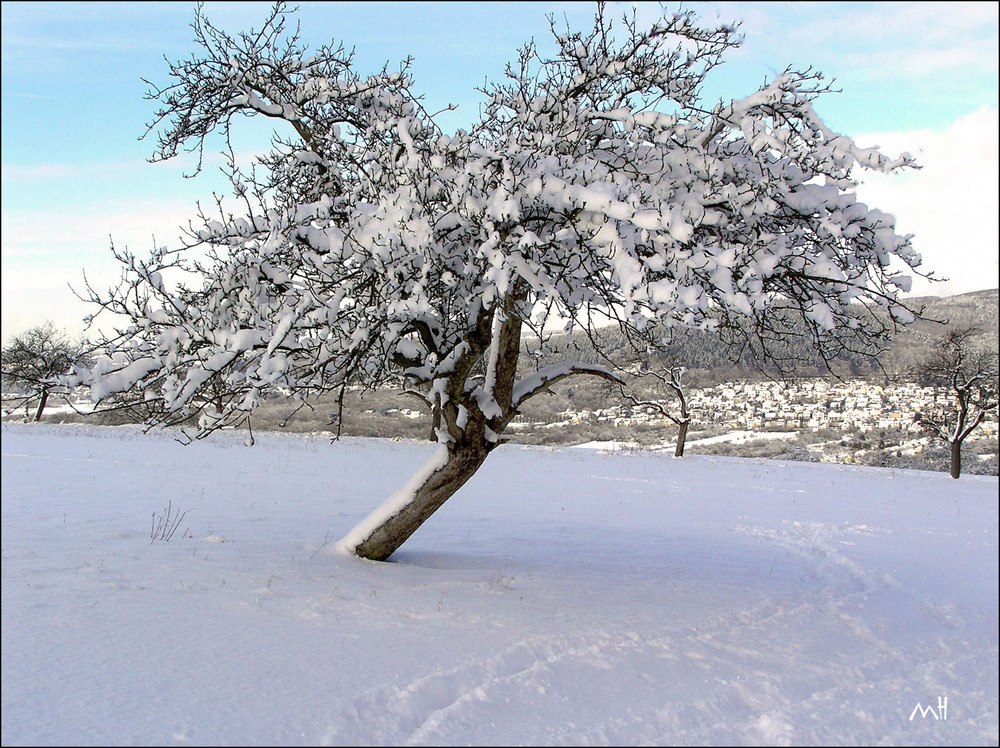 Winterbaum