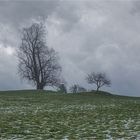 WINTERBAUM