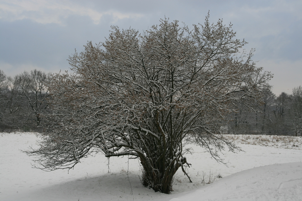 Winterbaum