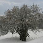 Winterbaum