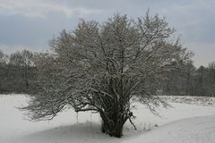 Winterbaum