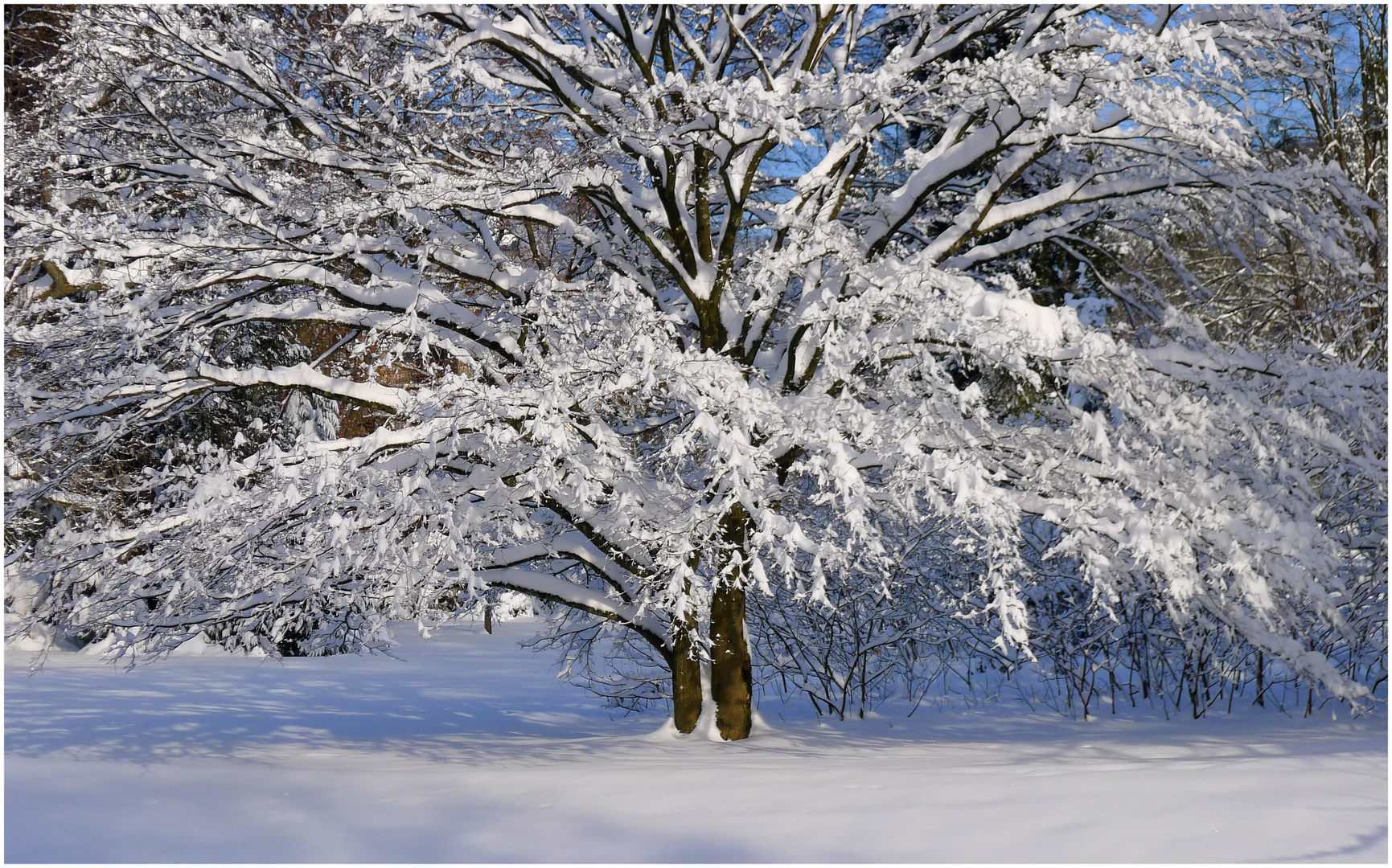 Winterbaum