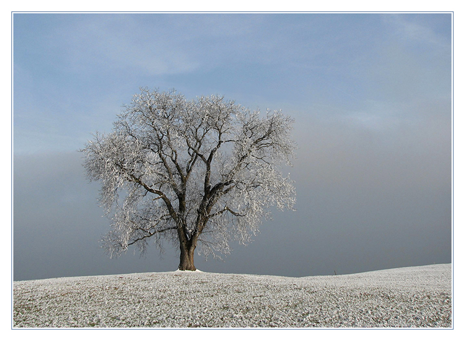 Winterbaum