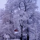 Winterbaum :)