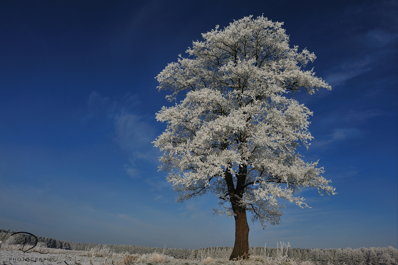 Winterbaum