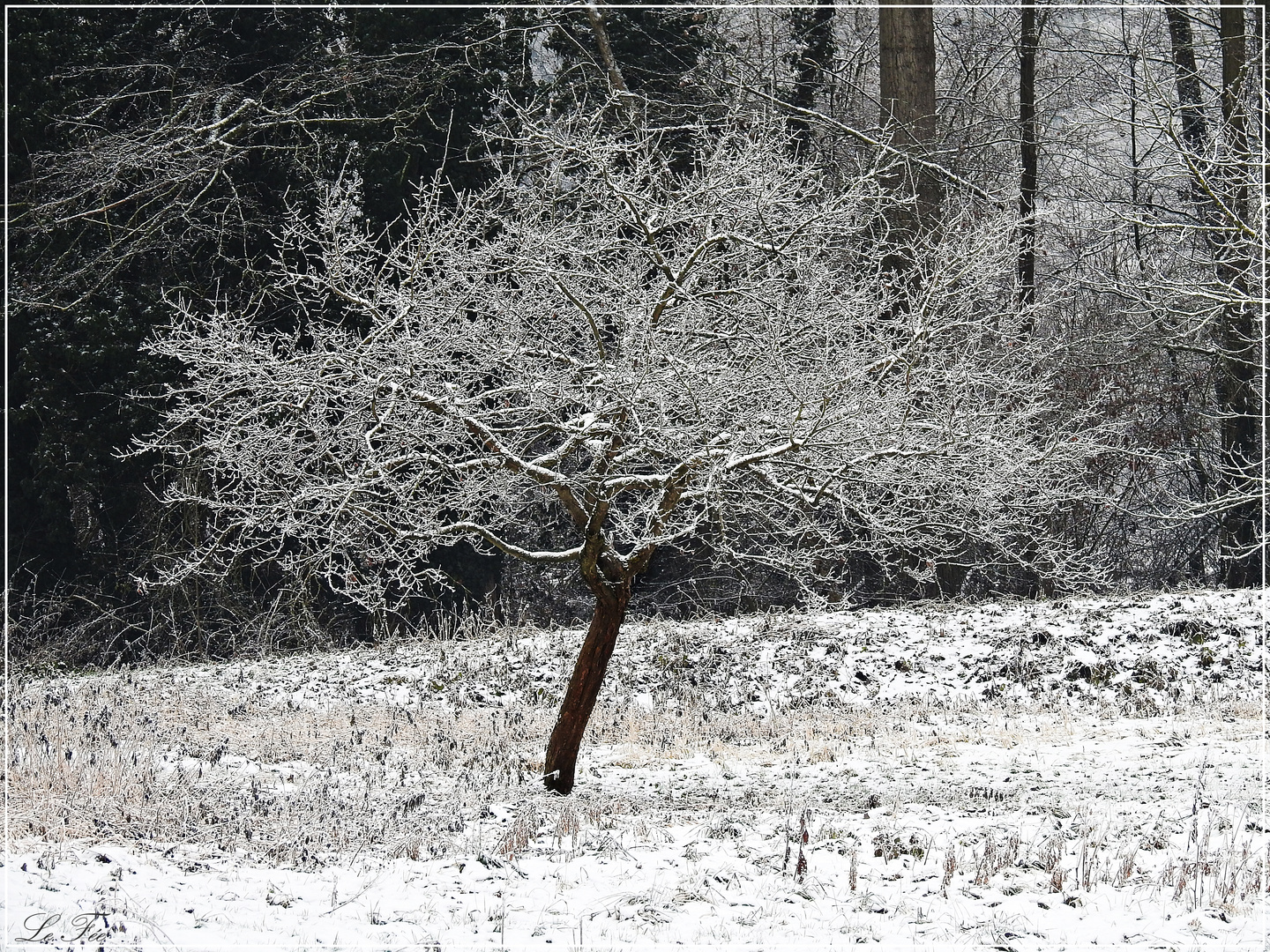 Winterbaum