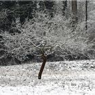 Winterbaum