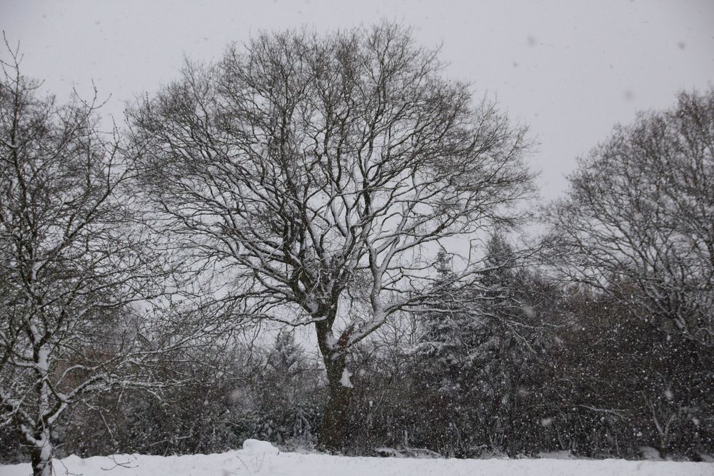 Winterbaum