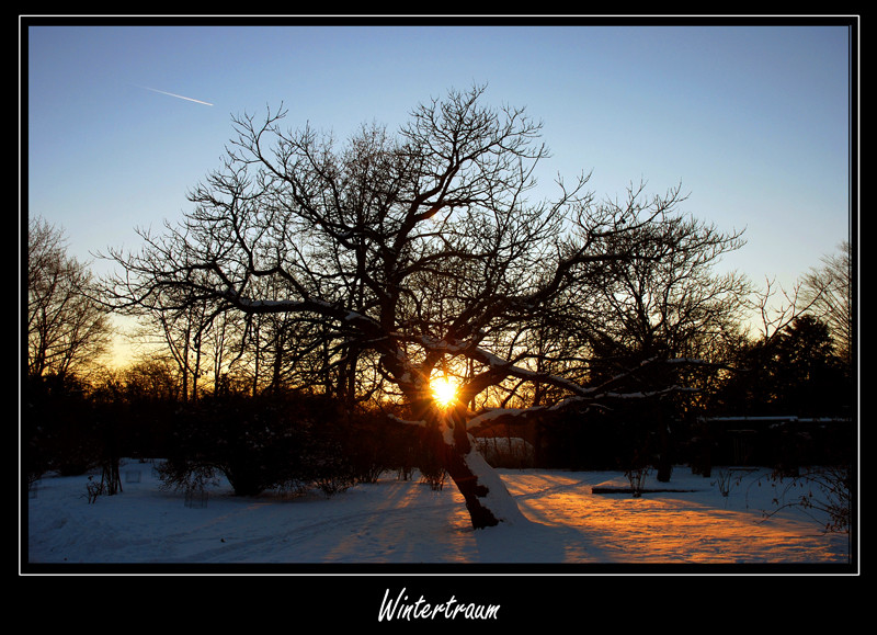 ... Winterbaum