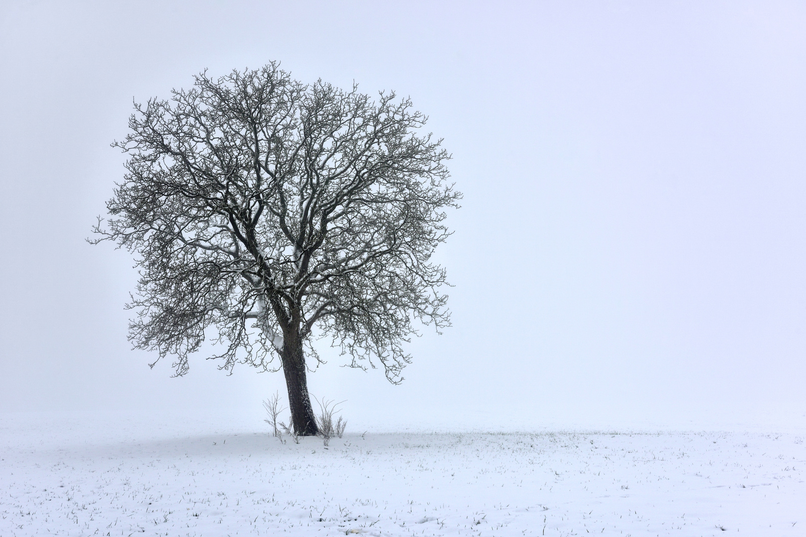 Winterbaum