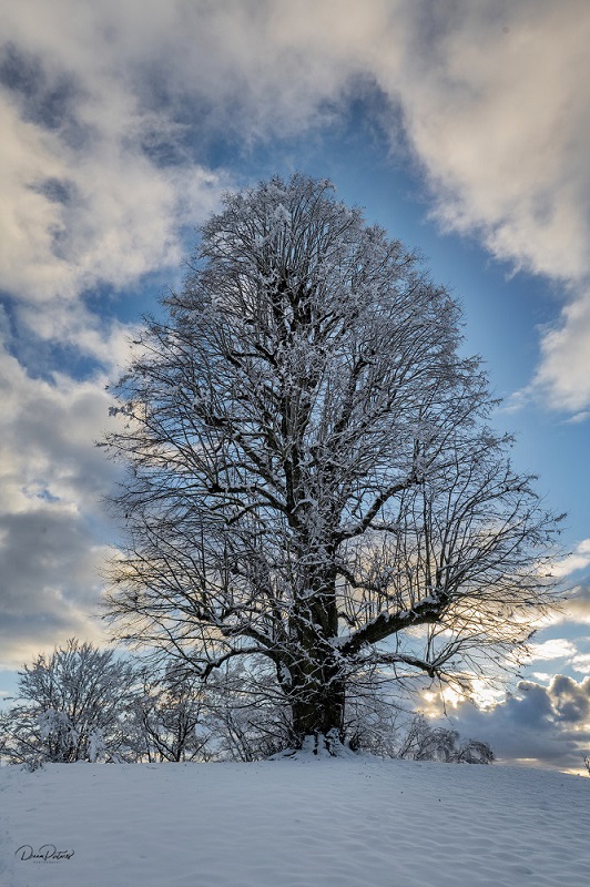 Winterbaum