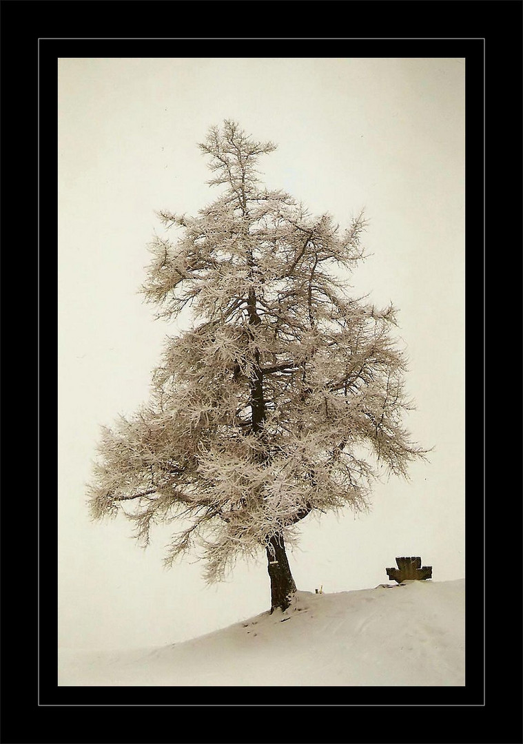 Winterbaum