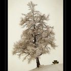 Winterbaum