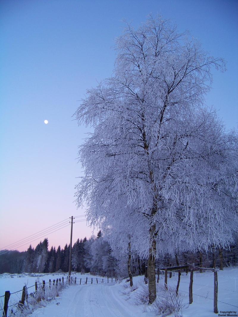 Winterbaum