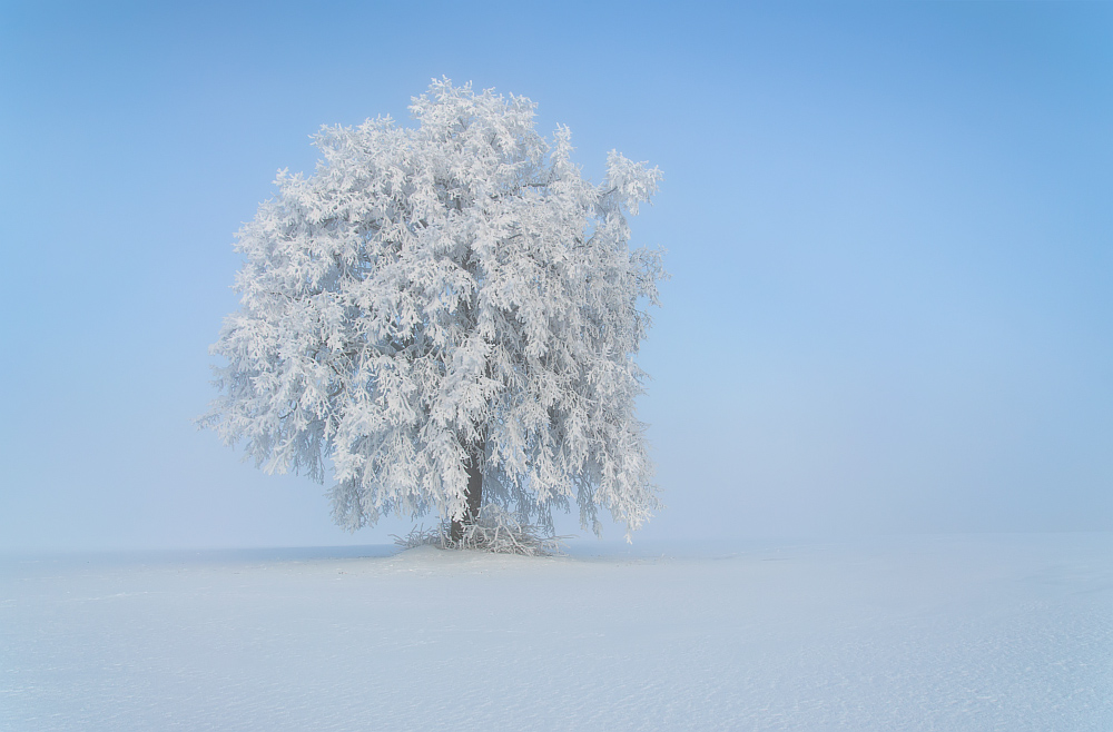 Winterbaum