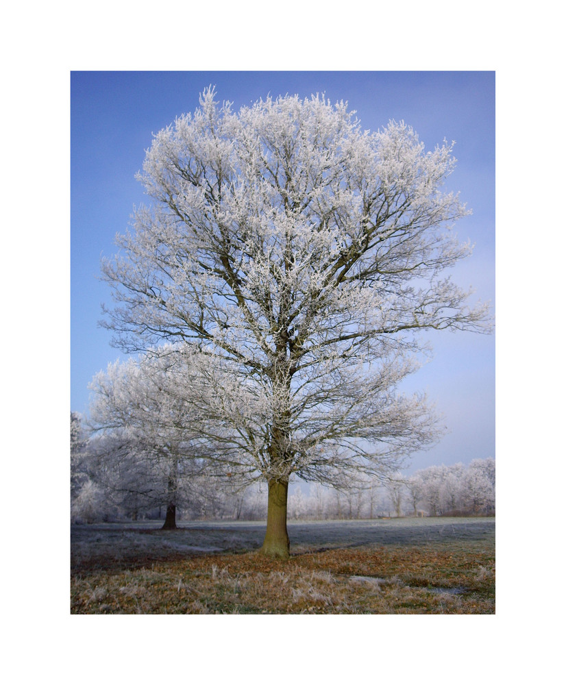 Winterbaum