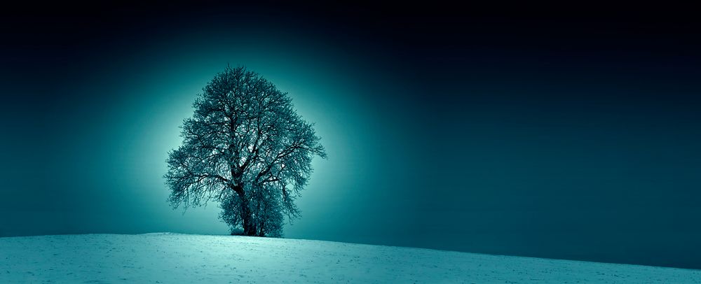 Winterbaum von König Klaus 