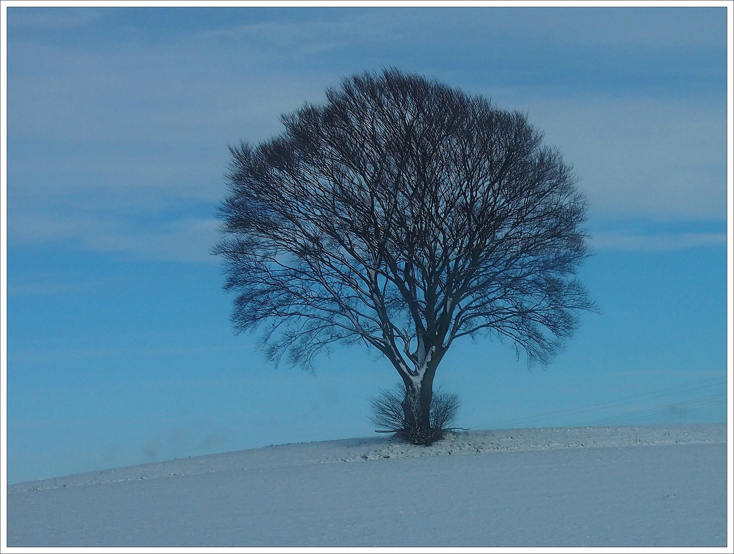 Winterbaum