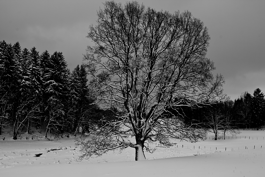 Winterbaum