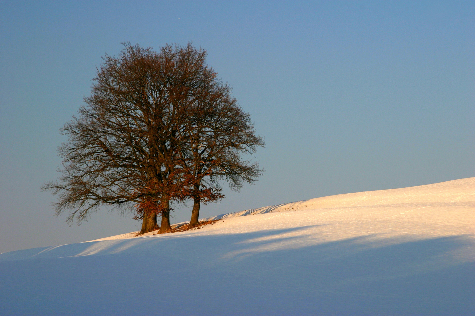 Winterbaum Foto & Bild | pflanzen, pilze & flechten, landschaft, bäume ...